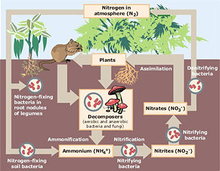 Schematic representation of the flow of Nitrogen through the environment. The importance of bacteria in the cycle is immediately recognized as being a key element in the cycle, providing different forms of nitrogen compounds assimilable by higher organisms. See Martinus Beijerinck.