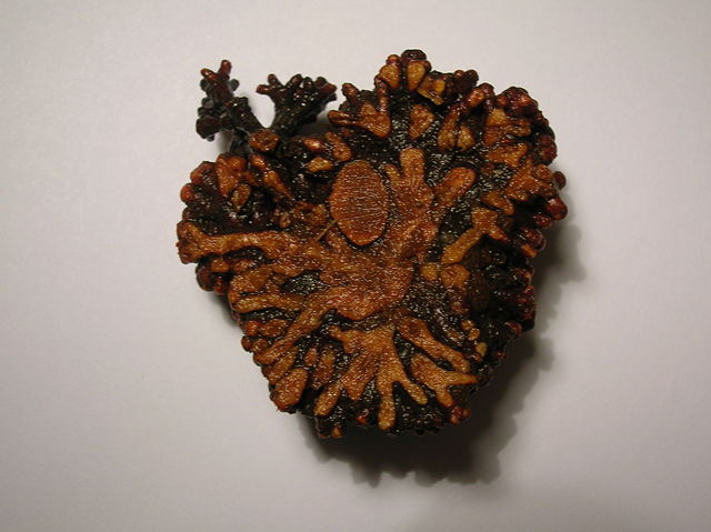 Image:A sectioned alder root nodule gall.JPG