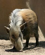 A Southern Bush Pig (P. l. koirpotamu) at the San Diego Zoo
