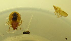 Bedbug 4 mm length 2.5 mm width (Shown in a film roll plastic container. On the right is the sloughed off skin, which this bedbug just recently wore during its nymph form)