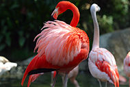An American Flamingo (Phoenicopterus ruber), with Chilean Flamingos (P. chilensis) in the background