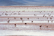 Andean Flamingos in the Laguna Colorada, Bolivia.