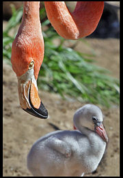American Flamingo and offspring.