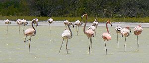 American Flamingos, many standing on one leg, in Lago de Oviedo, Dominican Republic.