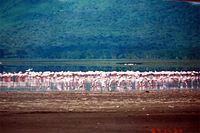 Flamingos feeding at Lake Nakuru, Kenya