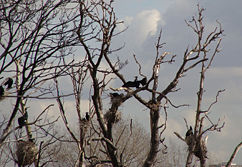 Cormorants nesting on an island at Walthamstow Reservoirs