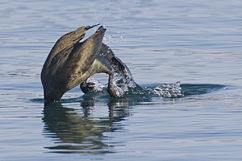 Cormorant (species unknown) begins its dive
