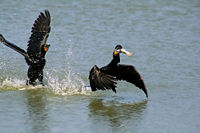 Two Double-crested Cormorant  and one fish