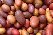 Approximately 200 varieties of potatoes were cultivated by the Incas and their predecessors