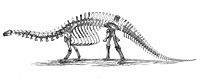 1896 diagram of the Apatosaurus excelsus skeleton by O.C. Marsh.