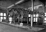 Outdated Apatosaurus excelsus skeletal mount at the American Museum of Natural History.