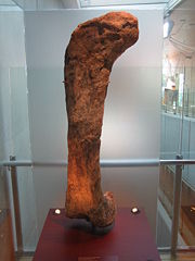 Apatosaurus femur in Cosmocaixa, Barcelona.