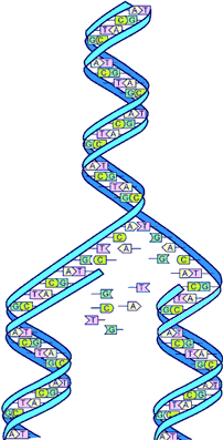 DNA Replication image from the Human Genome Project (HGP)