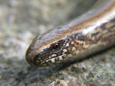 Closeup of the head of a slow-worm