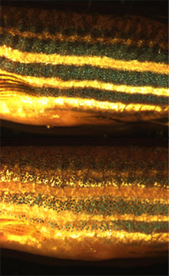 Zebrafish chromatophores mediate background adaptation on exposure to dark (top) and light environments (bottom).