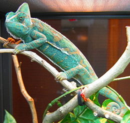 A veiled chameleon, Chamaeleo calyptratus. Structural green and blue colours are generated by overlaying chromatophore types to reflect filtered light.