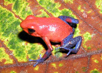 Dendrobates pumilio, a poison dart frog. Some brightly coloured species have unusual chromatophores of unknown pigment composition.