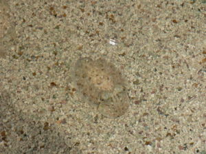An infant cuttlefish, using background adaptation to mimic the local environment