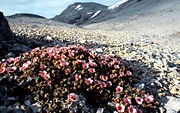 Purple Saxifrage is well-suited to Bjørnøya's climate.