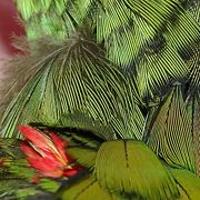 Detail of the feathers of a young Yellow-headed Amazon.