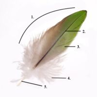 Parts of a feather:1. Vane2. Rachis3. Barb4. Afterfeather5. Hollow shaft, calamus
