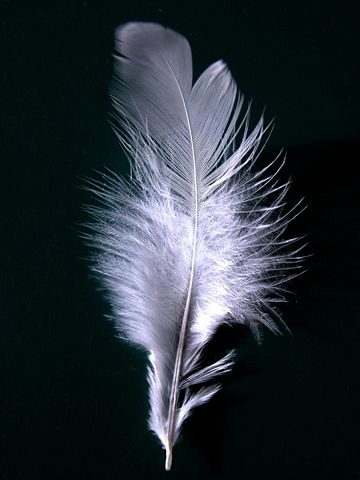 Image:A single white feather closeup.jpg