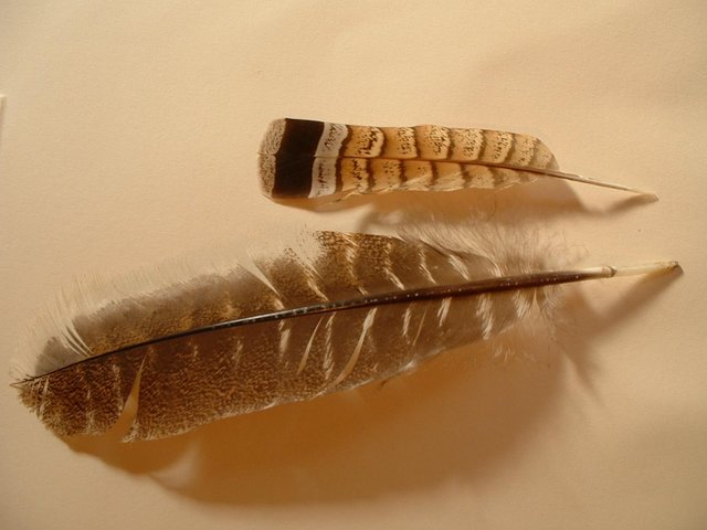 Image:2 feathers.jpg
