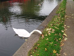 Swan eating grass