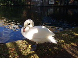 Swan grooming itself
