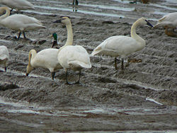 The Trumpeter Swan (Cygnus buccinator) is the largest bird of North America