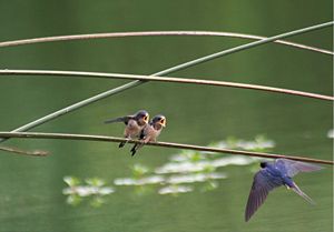 Barn Swallow chicks  waiting to be fed