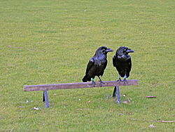 Common Ravens at the Tower of London