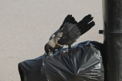Crow searching food from punctured garbage bag
