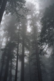 Fog is of major importance in Coast Redwood ecology. Redwood National Park.