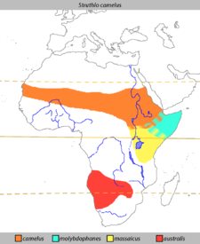 Distribution of Ostriches.