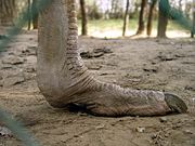 Ostrich foot