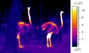 Thermographic image of two ostriches in winter showing high heat retention in the body.