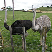 Male and female ostriches on a farm in New Zealand.