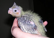 A Cockatiel chick