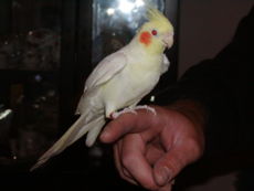 A pet Lutino Cockatiel. Note the lack of dark pigment, including in the beak, eyes, feathering, feet/skin & toenails.