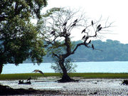 The Salim Ali Bird sanctuary is one of the best-known bird sanctuaries in India.