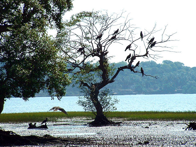 Image:India Goa Chapora River Colony of Birds.jpg