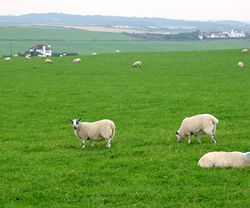 Livestock is one of the major industries in Northern Ireland. In this picture sheep graze on a pasture at the edge of Giants Causeway near Bushmills, Northern Ireland.