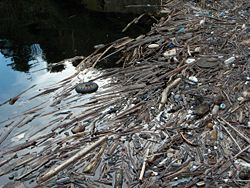 Wood and garbage accumulated because of a dam