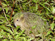 Kakapo camouflaged by its feathers.