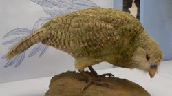 Thousands of Kakapo were collected for museums across the world.