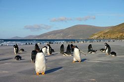 Saunders Island, Falkland Islands