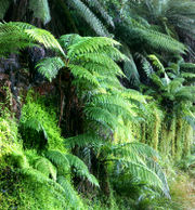 Tree ferns, probably Dicksonia antarctica, growing in Nunniong, Australia