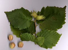 Common Hazel leaves and nuts