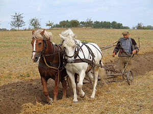 The traditional way: a German farmer works the land with horses and plough